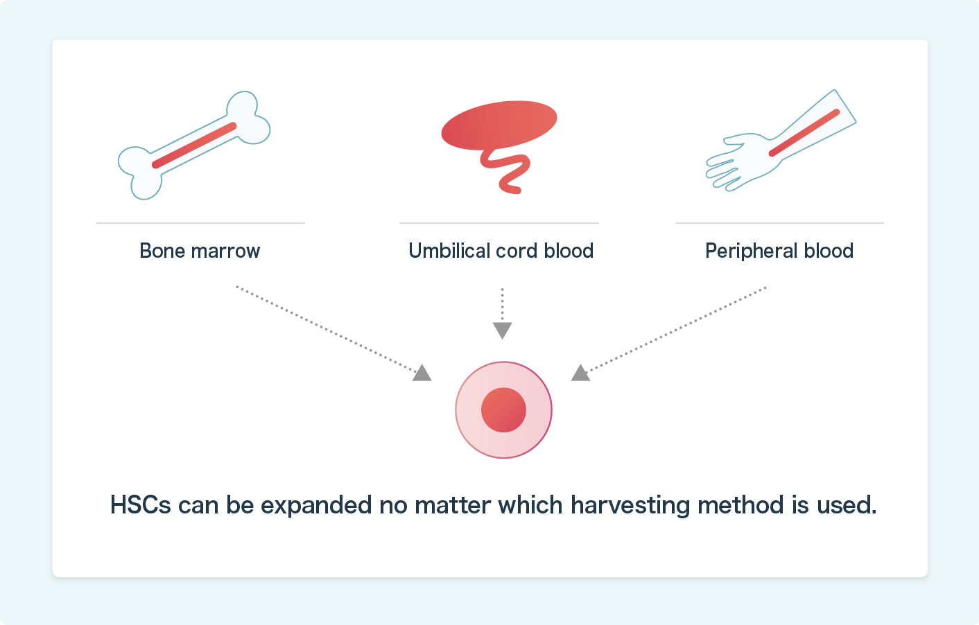 HSCs can be expanded in-vitro, regardless of their origin, whether umbilical cord blood, bone marrow or peripheral blood.