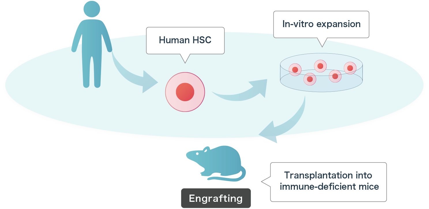 ased on these research results, we are pushing ahead with development towards clinical application in humans.