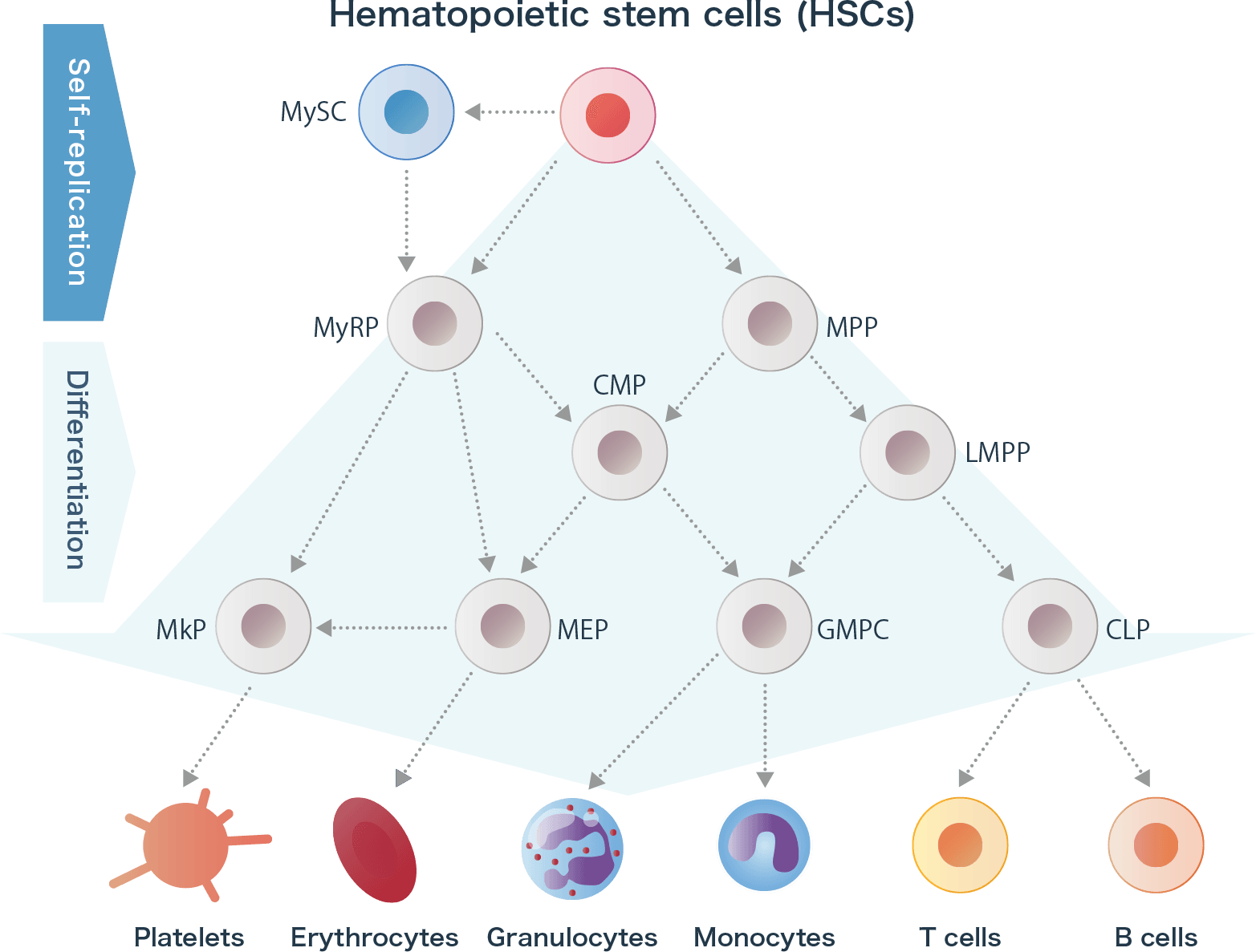 What are hematopoietic stem cells